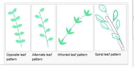 Rhizomes and Phyllotaxis | Visual Art Research